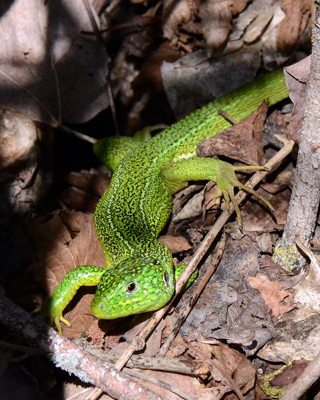 Ramarro - Lacerta bilineata